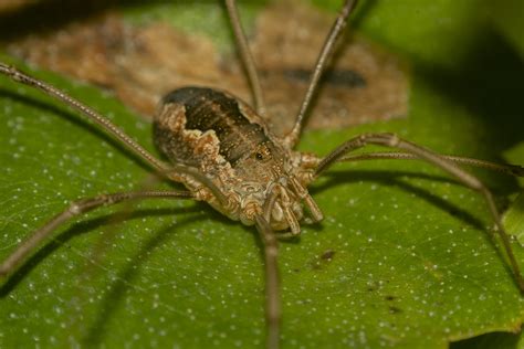 schneiderspinne|Weberknechte